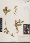 Foto von Salix excelsa S. G. Gmel.